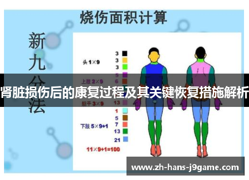 肾脏损伤后的康复过程及其关键恢复措施解析 肾脏损伤后的康复过程及其关键恢复措施解析